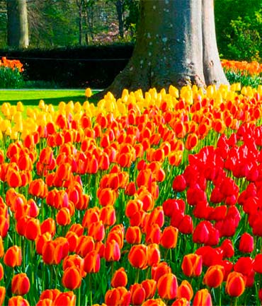 Tulipanes en un jardín