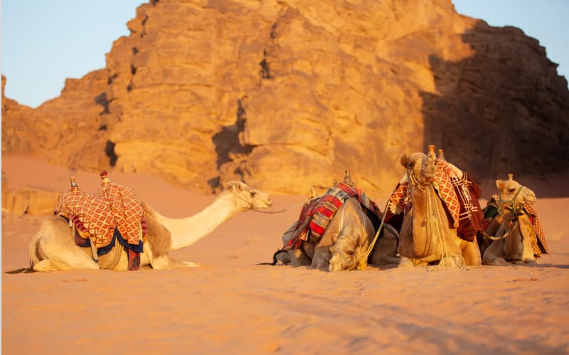 camellos de un tour organizado por el desierto de egipto