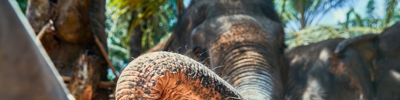 niño dando de comer a un elefante durante su viaje a tailandia