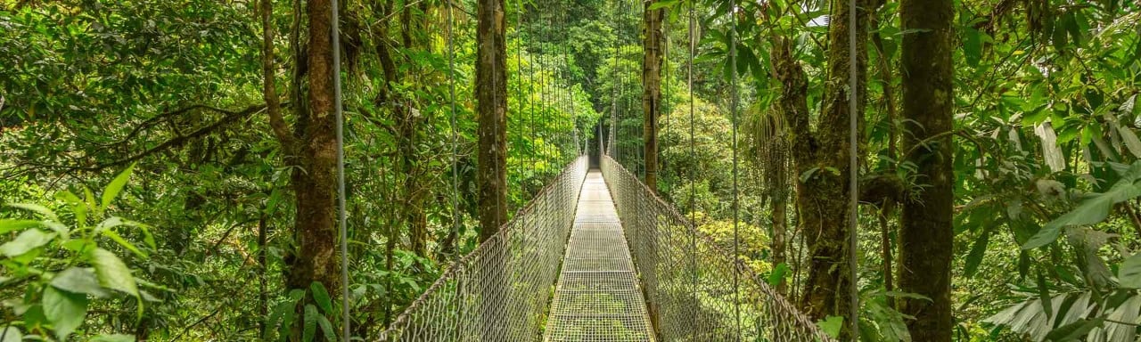 Un bosque verde