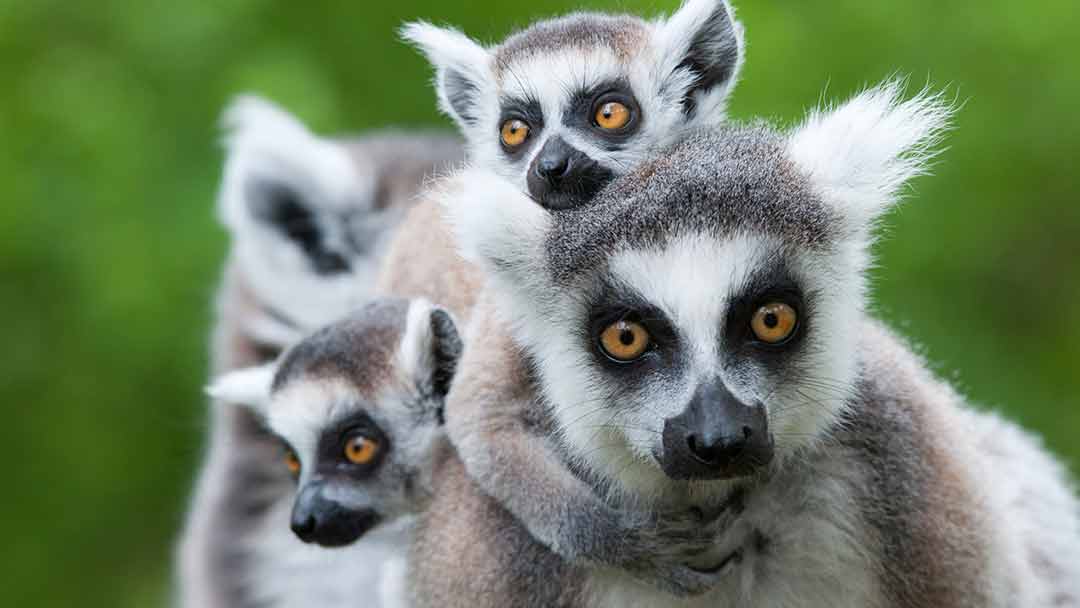 Curiosidades sobre Madagascar