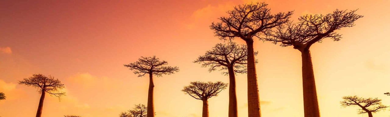 Curiosidades sobre Madagascar