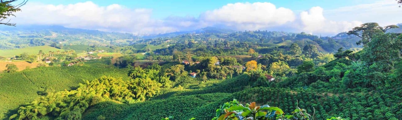 Campos cafeteros en Colombia