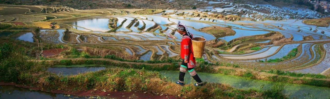 Campos de arroz en China