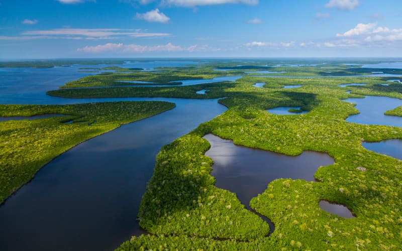 vista de pájaro del parque nacional everglades en florida