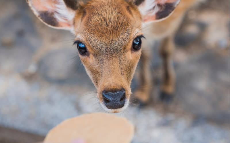 Seguro médico para viajar a Japón