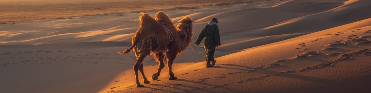 Camellos en las dunas del desierto de Gobi