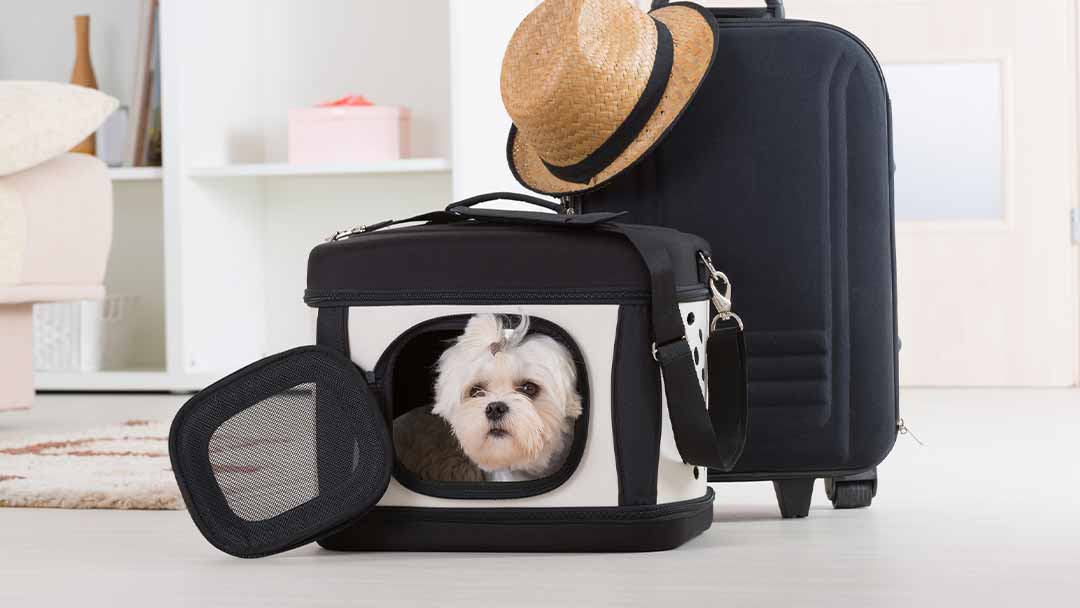 viajar con perro todo lo que necesitas saber