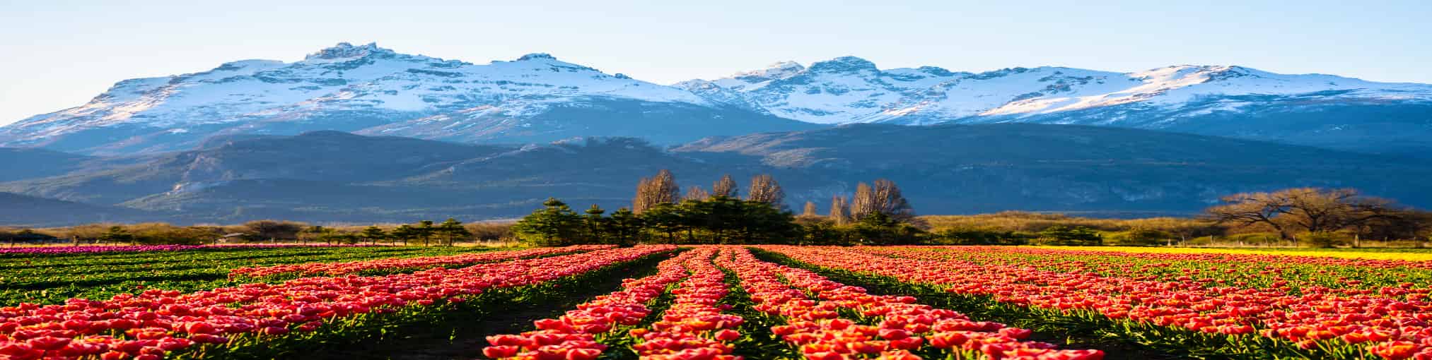 campos de tulipanes en trevelin, patagonia argentina