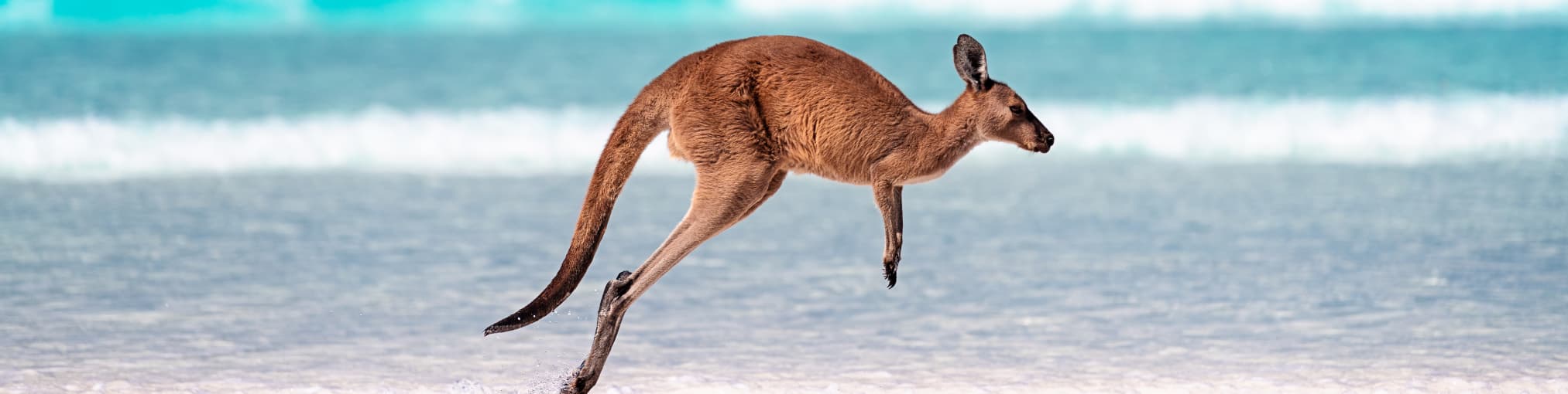 canguro saltando en lucky bay cape australia