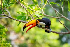 tucán en el pantanal de Brasil