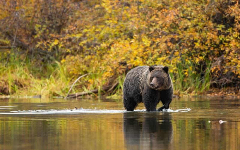 oso pardo en un lago de canada