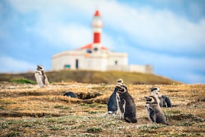 pingüinos en el faro de isla magdalena