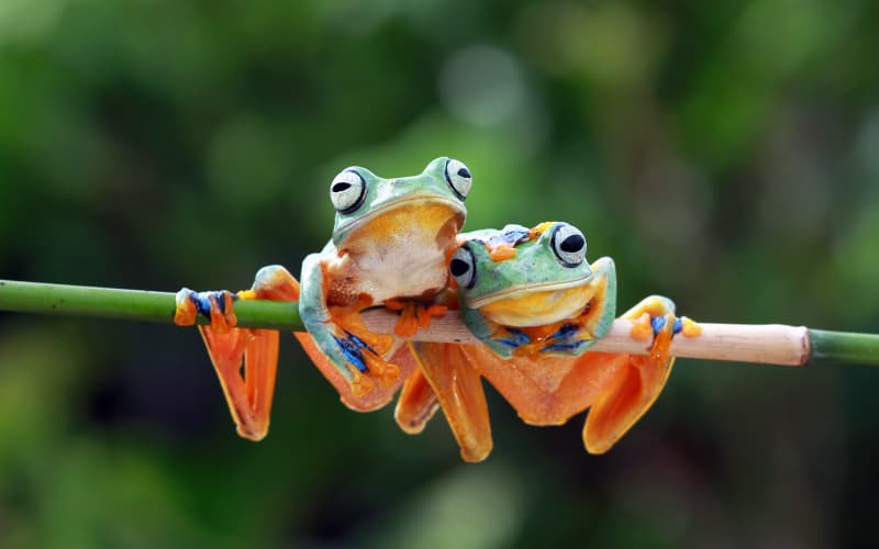 biodiversidad de Costa Rica