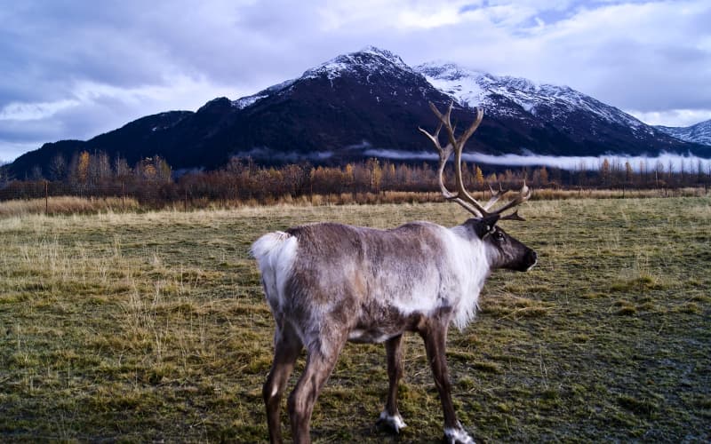 reno en paisaje nevado de alaska en estados unidos