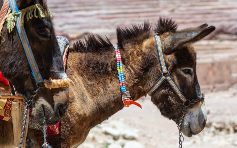 asnos para cruzar montañas en petra, jordania