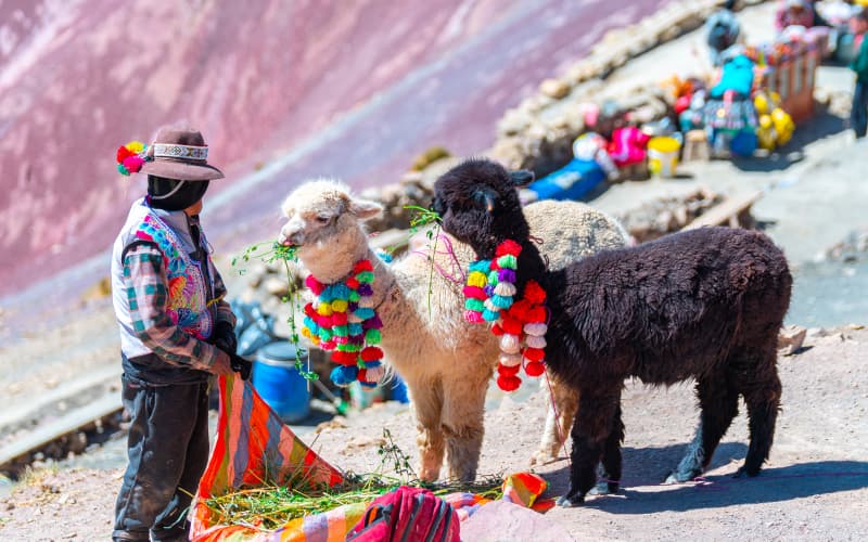 alpacas en vinicunca, peru