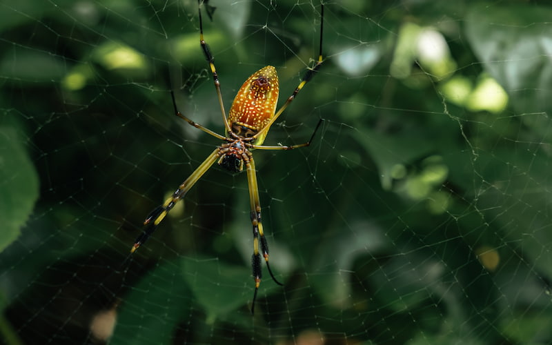 araña tropical en plena selva