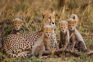 guepardos en el parque nacional serengeti en tanzania